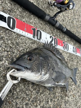 黒鯛落とし込み