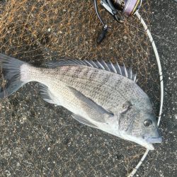 ポッパーでチヌ!