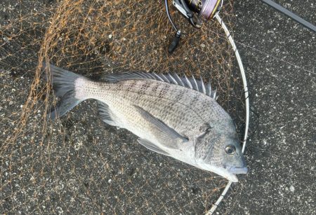 ポッパーでチヌ!