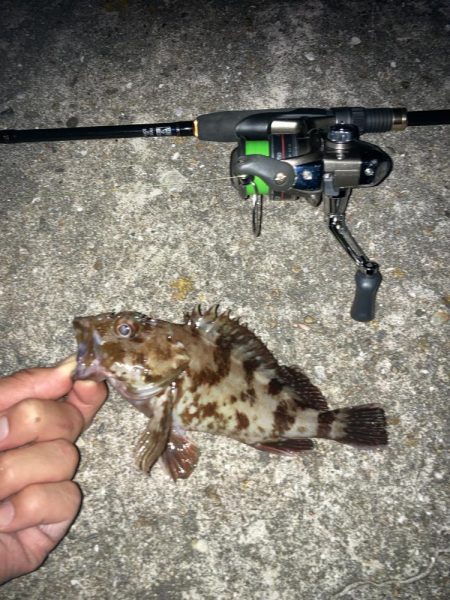 ガシラに癒されたくて…