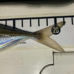 夜な夜なアジング