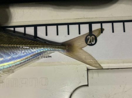 夜な夜なアジング