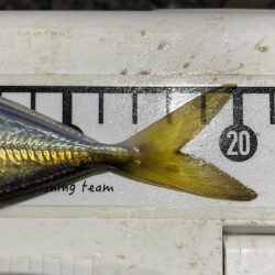 Newロッド鱗付けで、つ抜け！