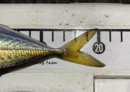 Newロッド鱗付けで、つ抜け！