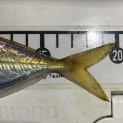 最終日、サイズアップ成らず!