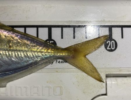 最終日、サイズアップ成らず!