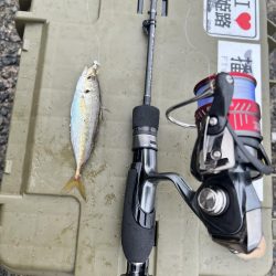 チニングだったのに