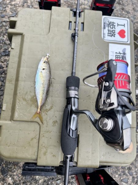 チニングだったのに