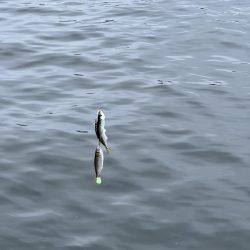 雨の中のサビキ釣り