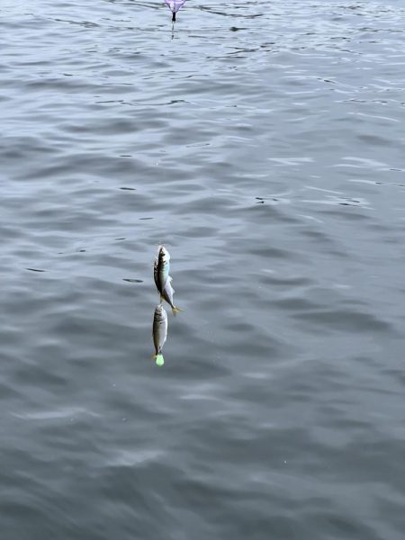 雨の中のサビキ釣り