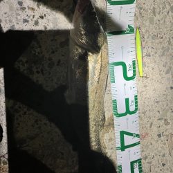 夏シーバスは元気なエラあらい