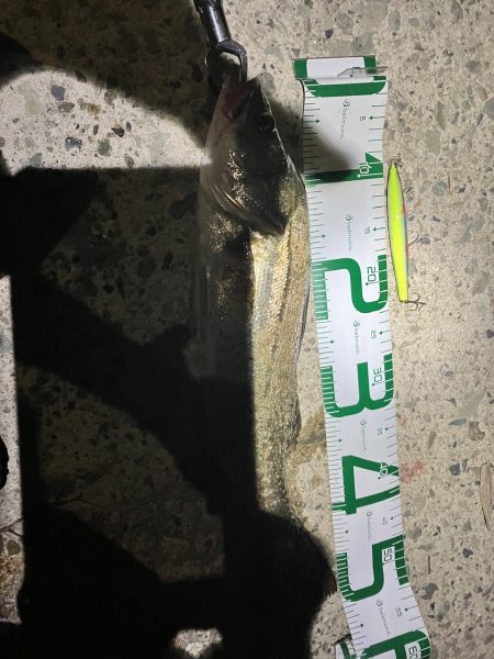 夏シーバスは元気なエラあらい