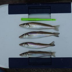 猛暑のキス釣り　ミニチャリコに苦戦