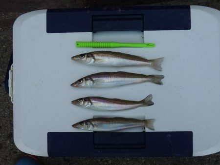 猛暑のキス釣り　ミニチャリコに苦戦