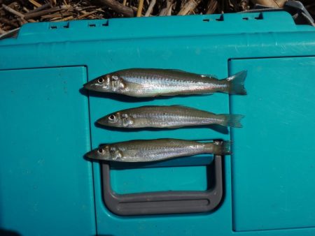 キス釣り 猛暑で渋い