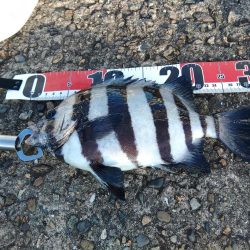 サンバソウいました