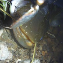 七月のなまずその２