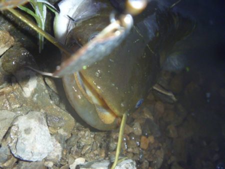 七月のなまずその２