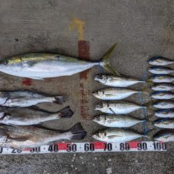 色々な魚種(サウス)