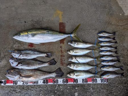 色々な魚種（サウス）