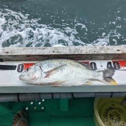 初落とし込み釣り