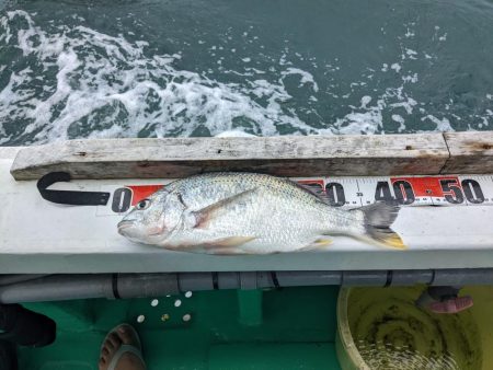 初落とし込み釣り