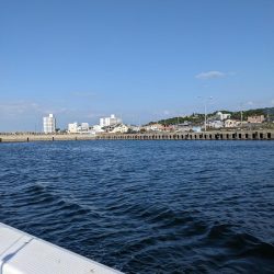 アコウいっぱい