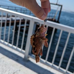 明石市役所裏でライトゲーム