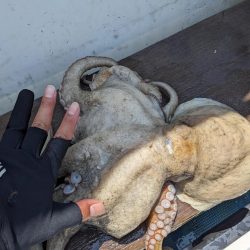 灼熱のタコ釣り