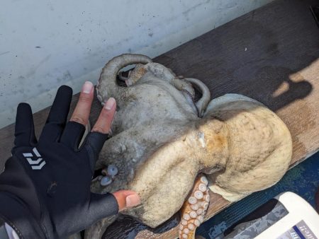 灼熱のタコ釣り