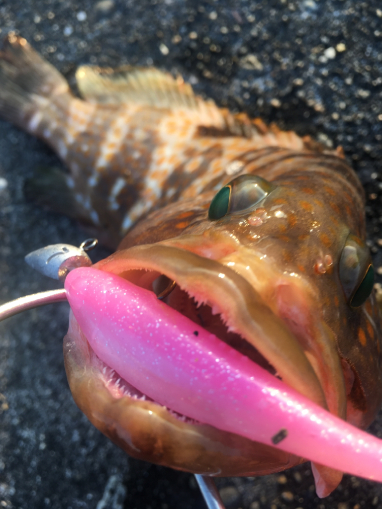 【タコフィネス】アコウ＋タコ