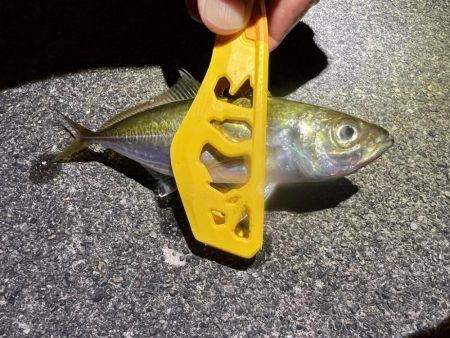 鯵を探して三千里 Vol.58