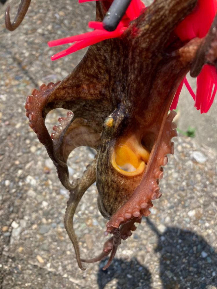 ⭐︎釣果以上の収穫