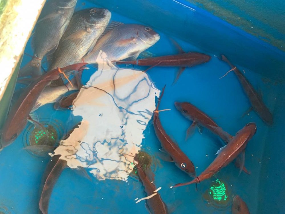 人生初の高仕掛けでの鯛釣り