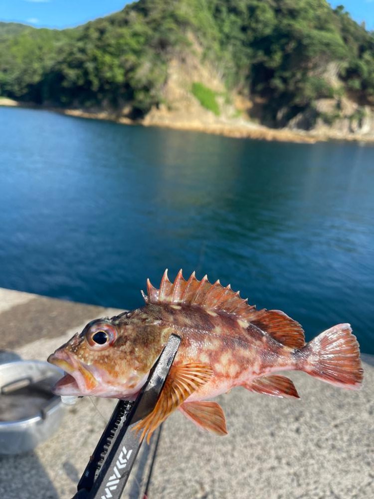 ガシラ×ぶっ込み