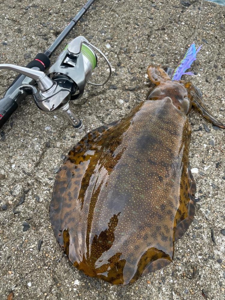 熊本県エギング釣行記