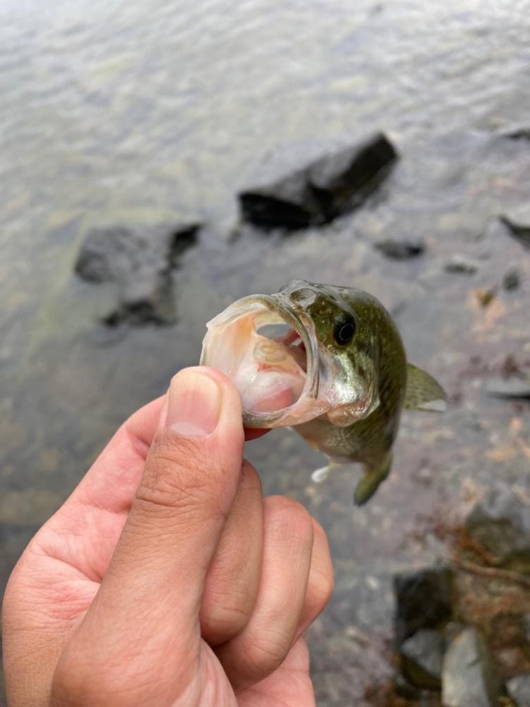 プラグで数釣り