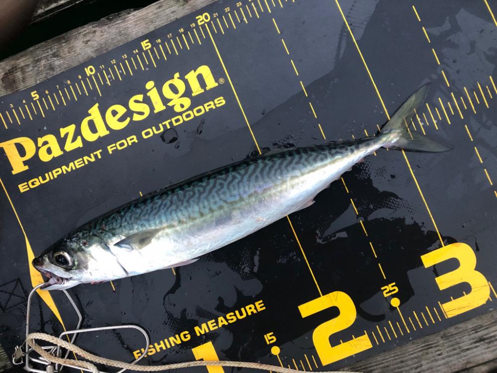 はとう渡船はサイコー