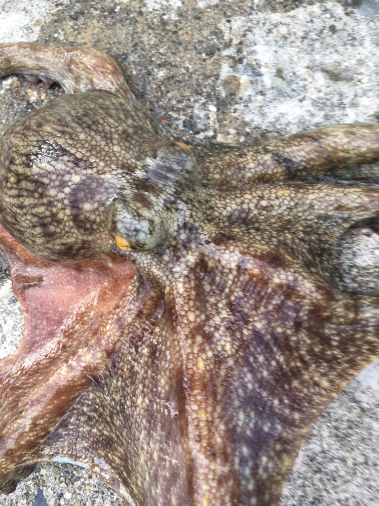 【タコフィネス】 キロアップ2+アコウ