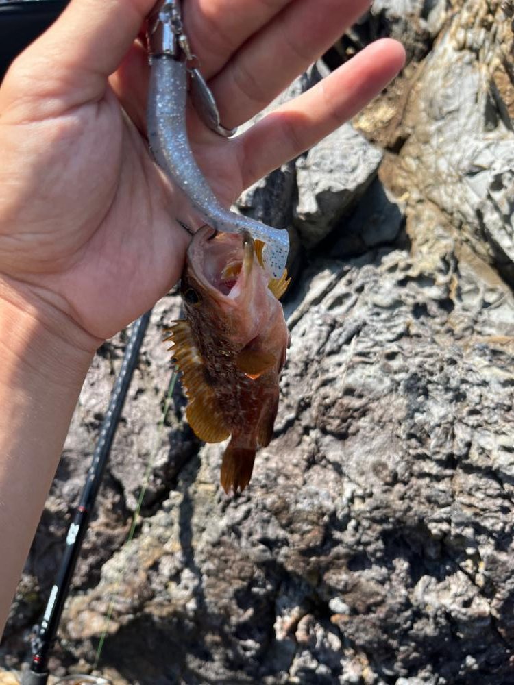 真夏の真昼間根魚探し