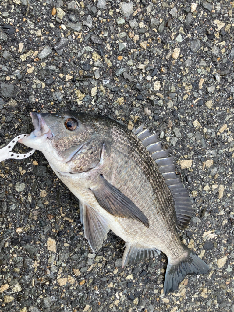 雨上がりのチヌ狙い