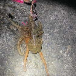 最近ハマってます