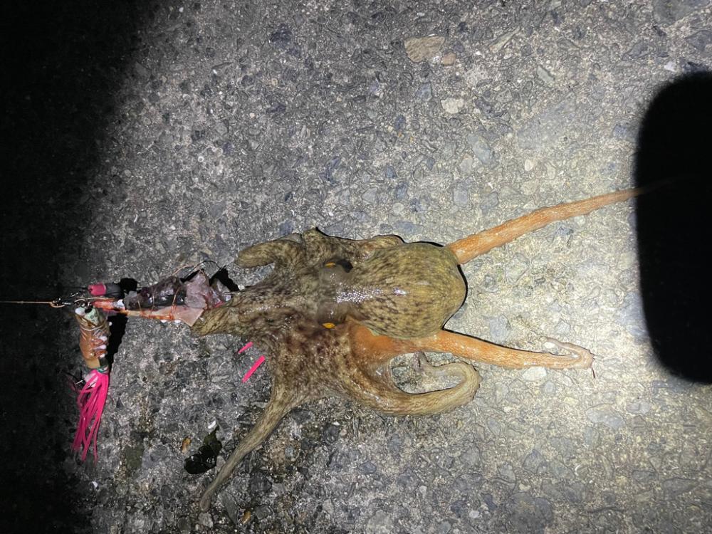 最近ハマってます