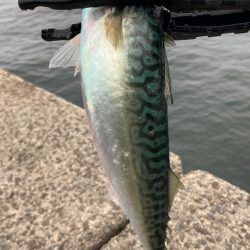 サバがよく釣れた日