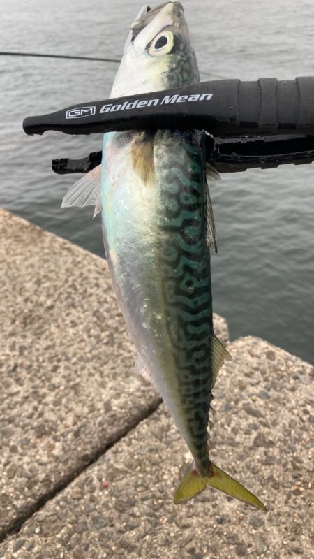 サバがよく釣れた日