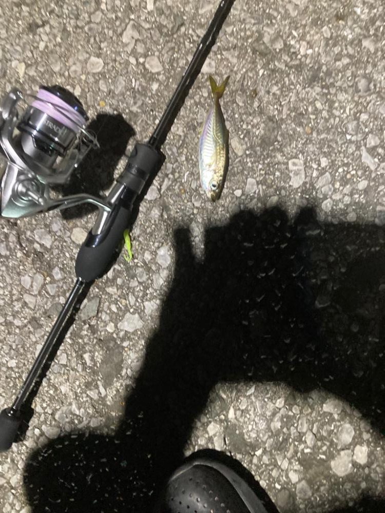 泳がせで初オオモンハタ！