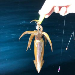 越喜来湾 イカメタル