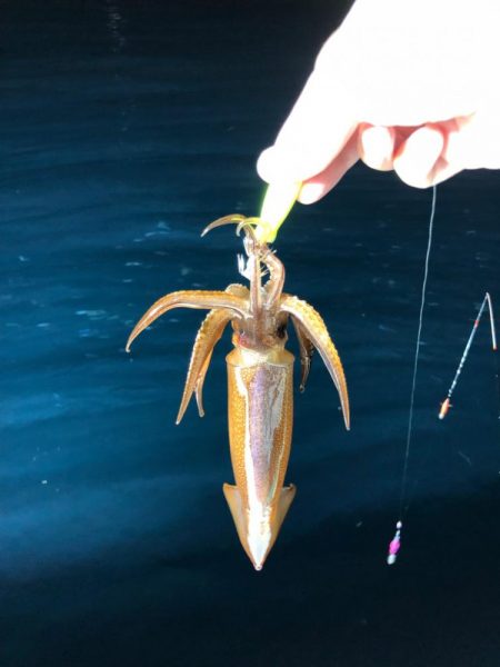 越喜来湾 イカメタル