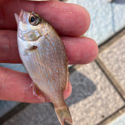 久々キス釣り