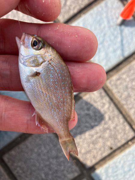 久々キス釣り
